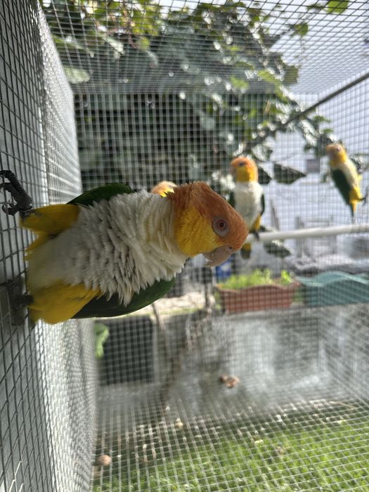 Marinha de Cabeça Canela