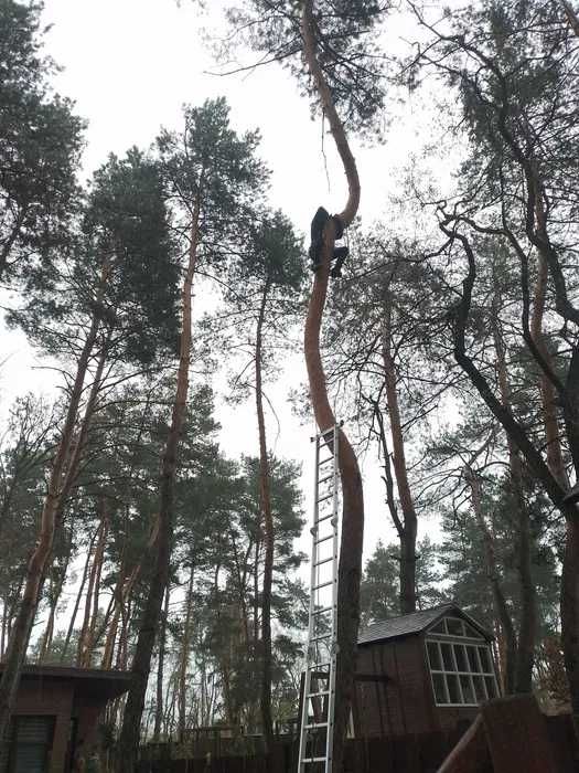 Спил деревьев на высоте в труднодоступных метах Любая сложность