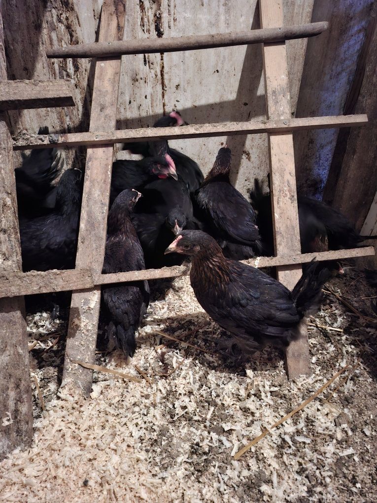 Pisklaki kochin, marans, araucana, legbar, silka, zielononóżka, kogut