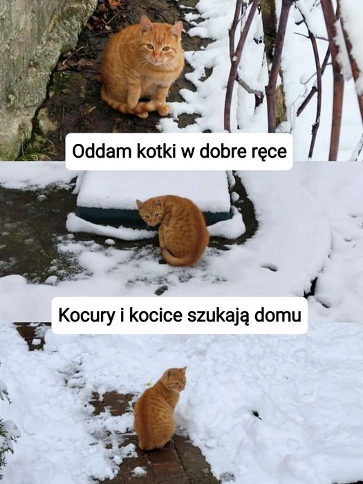 Kocięta do pokochania!