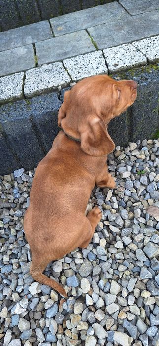 Jamnik krótkowłosy rudy merle piesek!