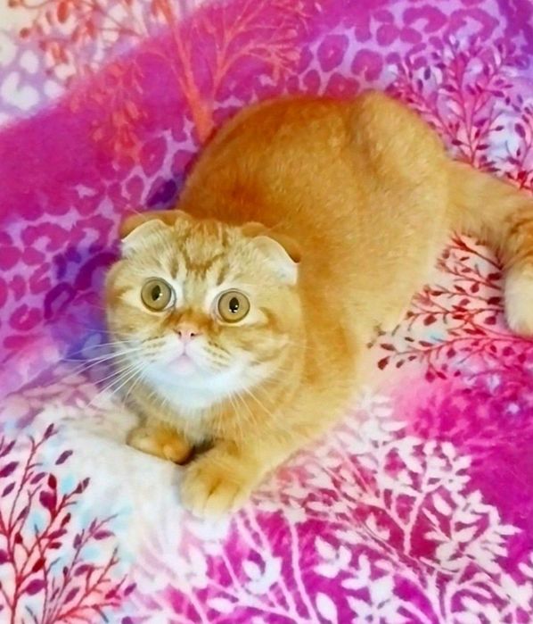 Замечательный котёночек Золотой фолдик