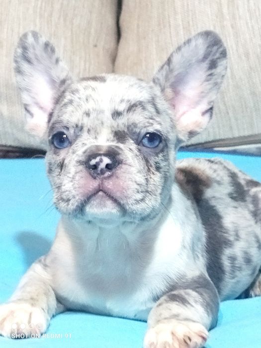 Французские бульдожки.