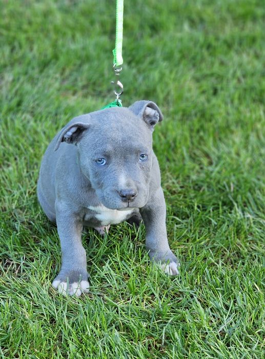Piękny piesek amstaff
