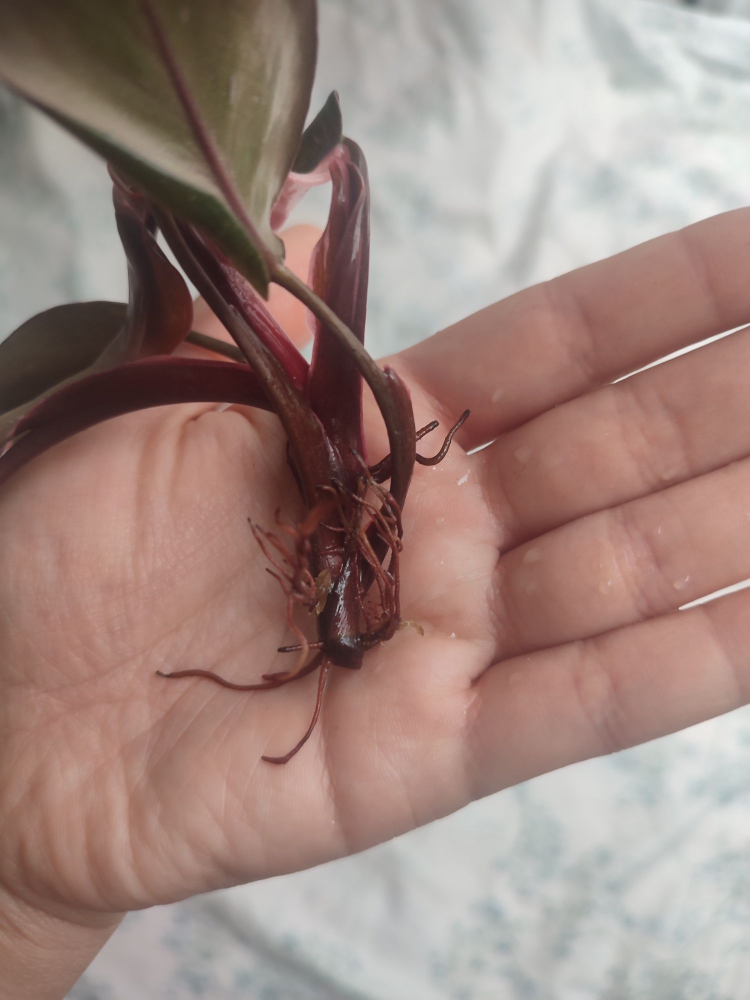 Philodendron pink princess half moon