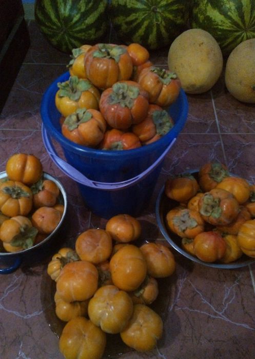 Хурма Ківі Черешня Персик Яблуня Груша Абрикоса Магнолія Рододендрон