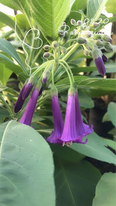 Iochroma wieksza o kwiatach bialych