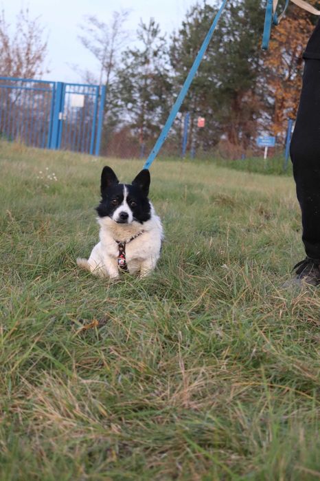 Mały Kieł szuka domku