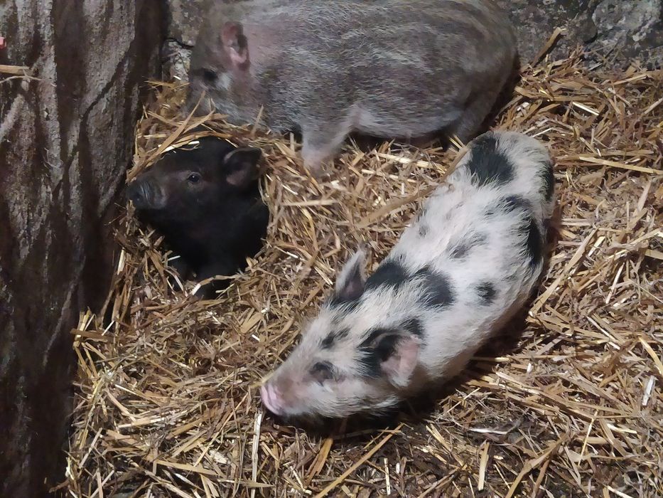 Продам поросята в'єтнамські