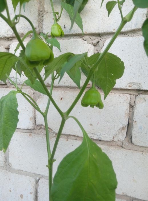 Семена острого комнатного декоративного перца.