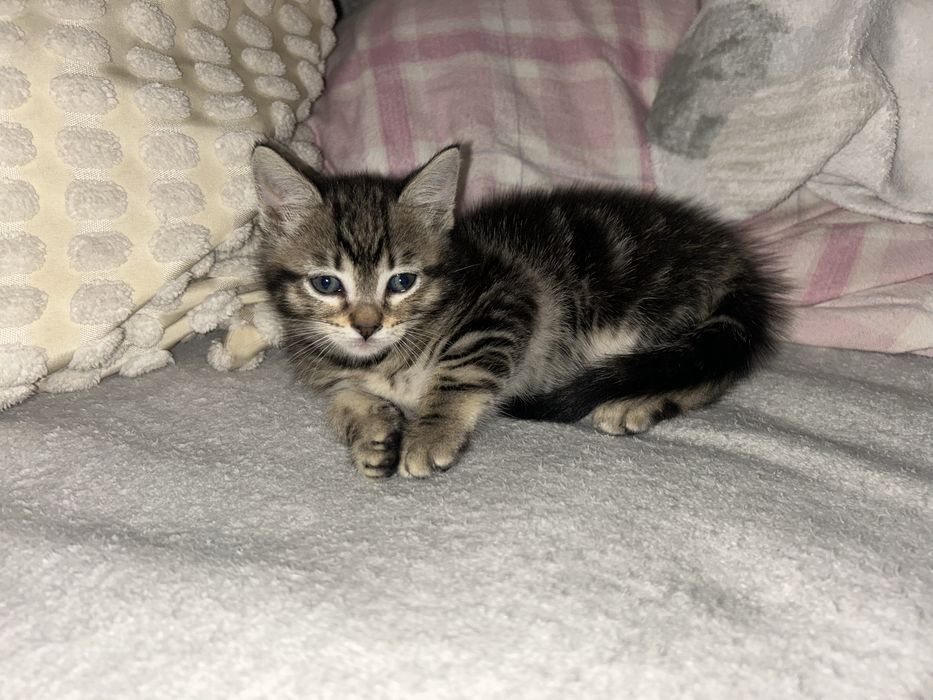 Adotar Gatinhos  bebes com dois meses