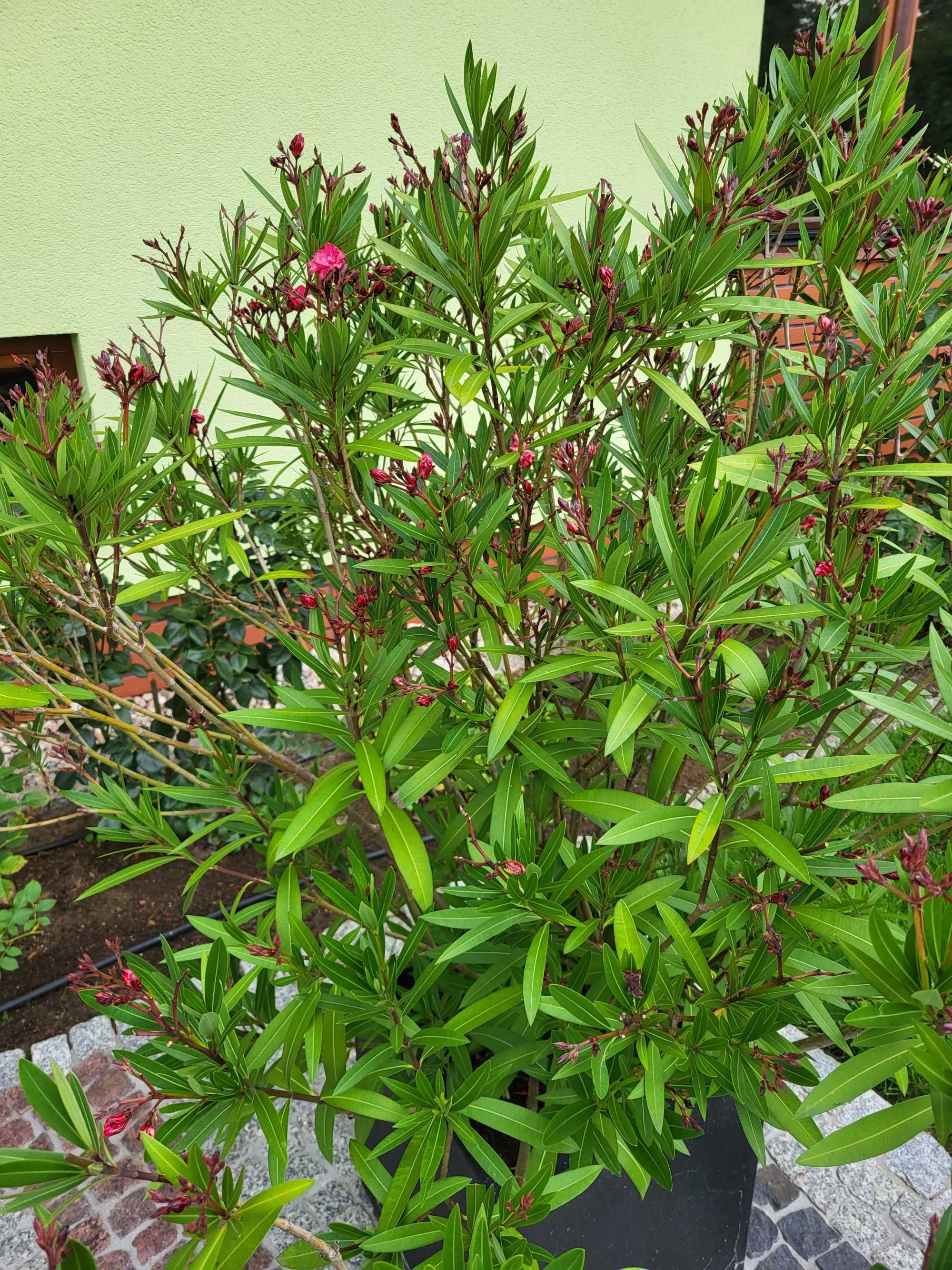 Kwiat oleander nerium różowy