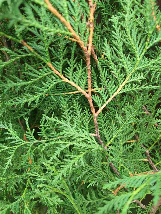Sadzonki Thuja Brabant na żywopłot - wysokość 140-170 cm!