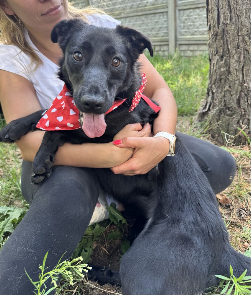 Czacza w typie labradora szuka domku