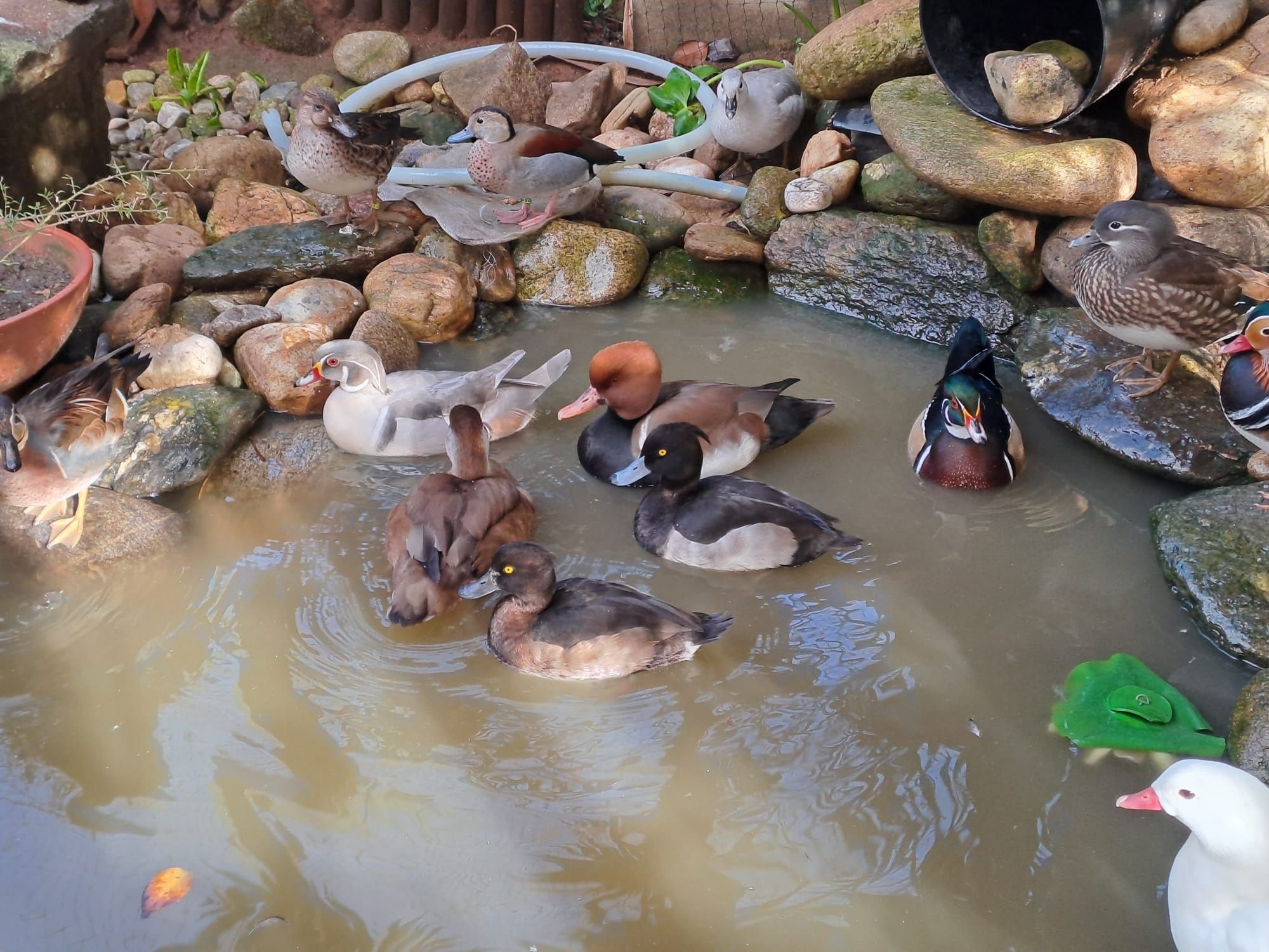 Vendo patos (Netta rufina, Piadeira do Chile, Carolino, Zarro negrinha
