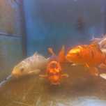 Carpa koi 10-13cm