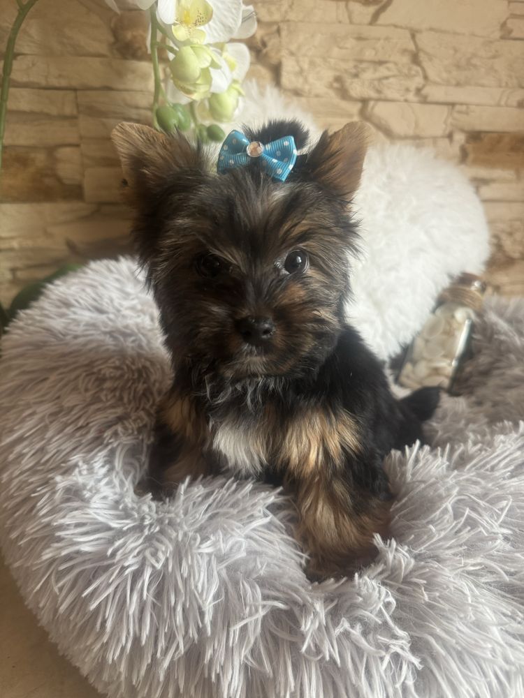 Yorkshire terrier piesek