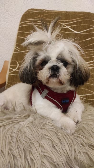 Sprzedam shih tzu z rodowodem