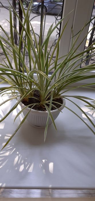 Хлорофитум с горшком