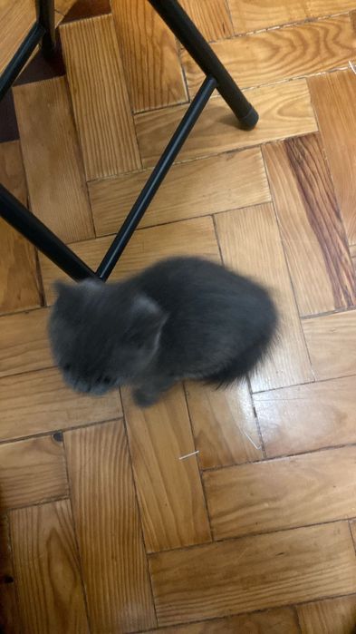 Gata british shorthair 2 meses