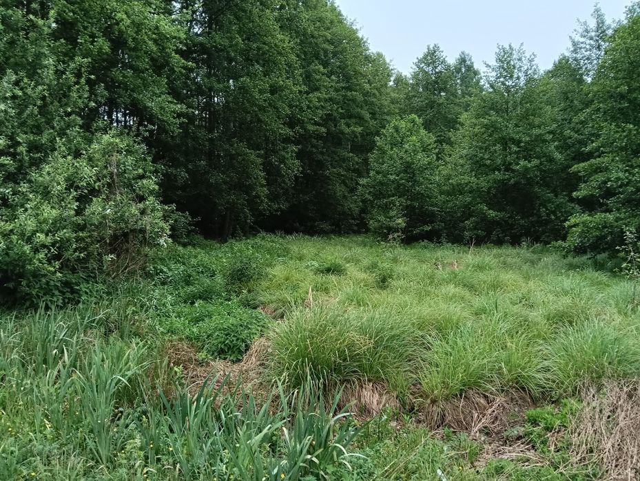 Działka rekreacyjna 1,26 ha.