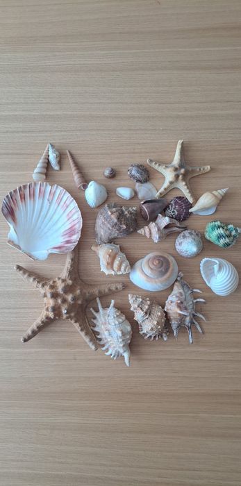 Ozdobne muszle i rozgwiazdy