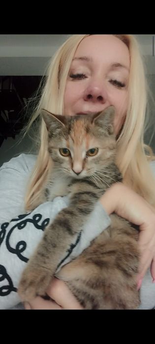 3miesięczna kotka szuka domu niewychodzącego