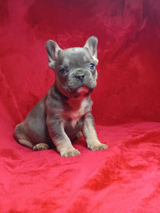 Bulldog francês macho cor Blue And Tan