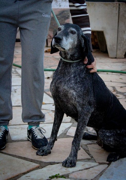 Lua para adoção responsável