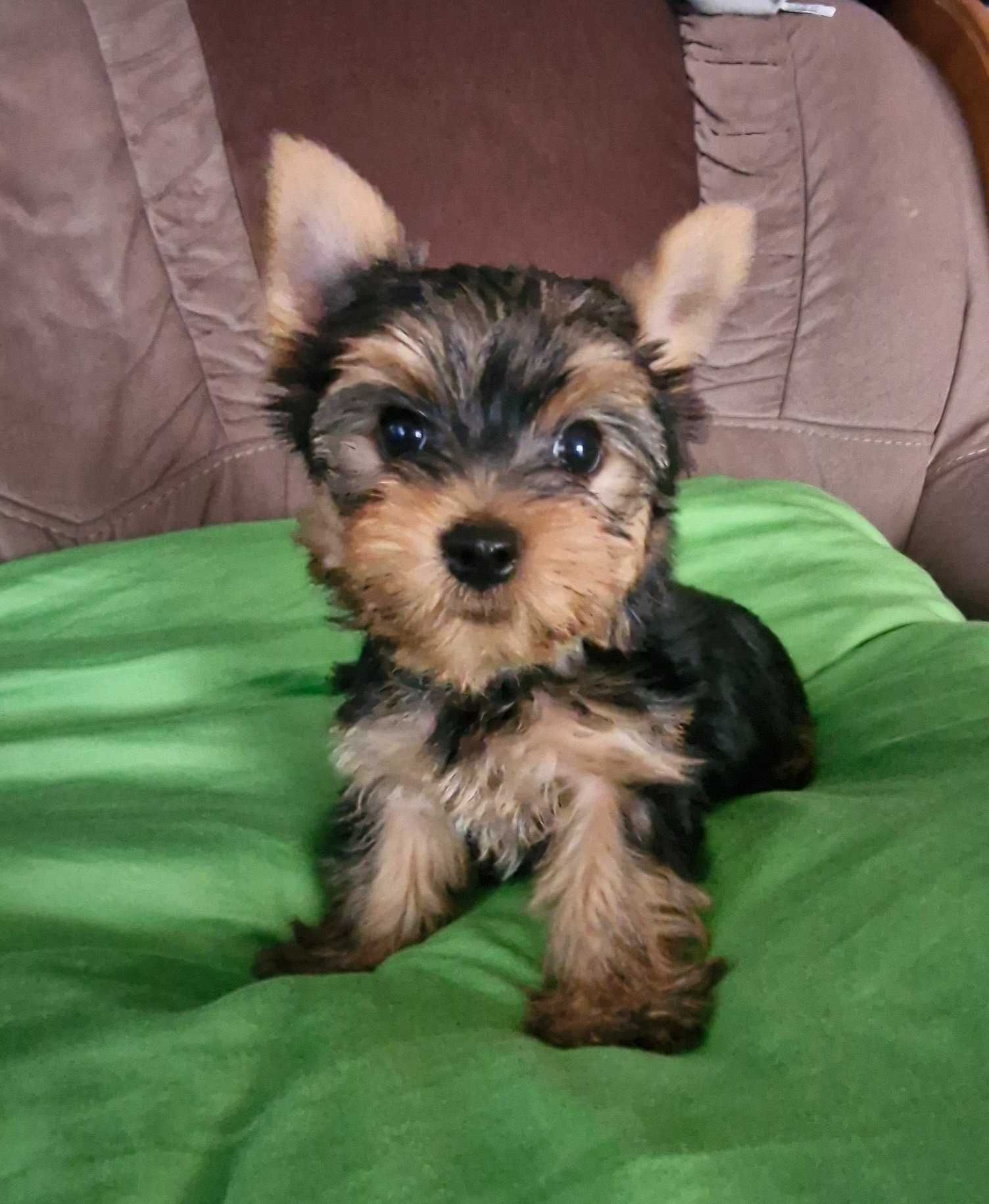 York pies Yorkshire Terrier stalowo złoty Reksio Zarezerwowany