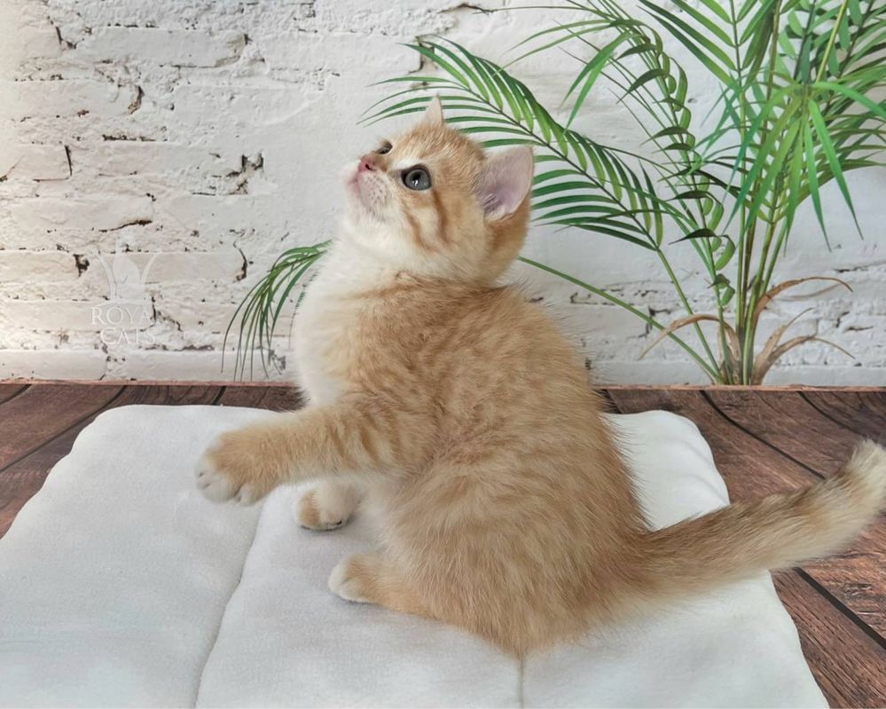 Британский котенок, мальчик Бурбон, золотая шиншилла с документами