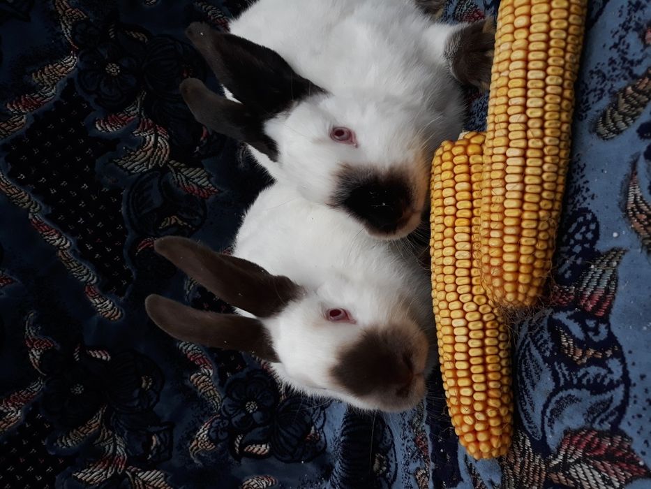 Продам кролики. . Каліфорнія.