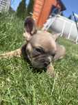 Buldog francuski samiec pies blue fawn gen fluffy