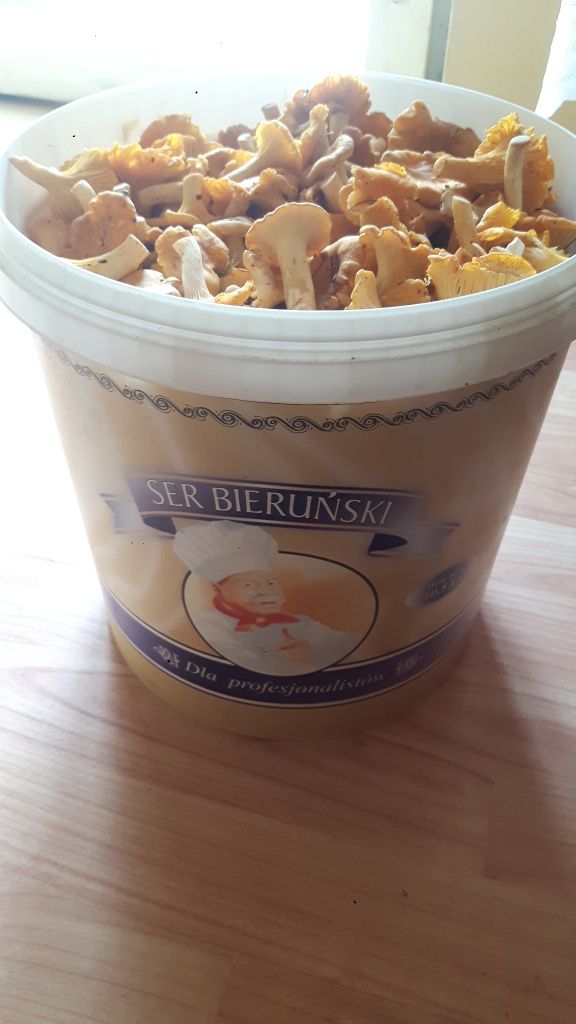 Sprzedam grzyby kurki
