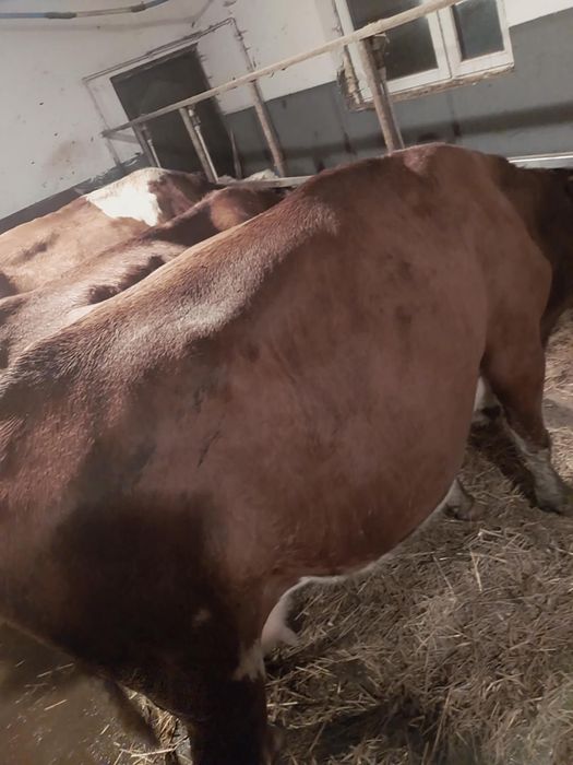 Sprzedam krowe lub zamienie