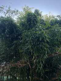 Декоративний  садовий бамбук (саджанці)