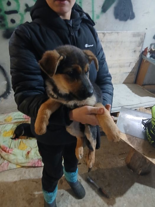 Відаю безплатно забагато