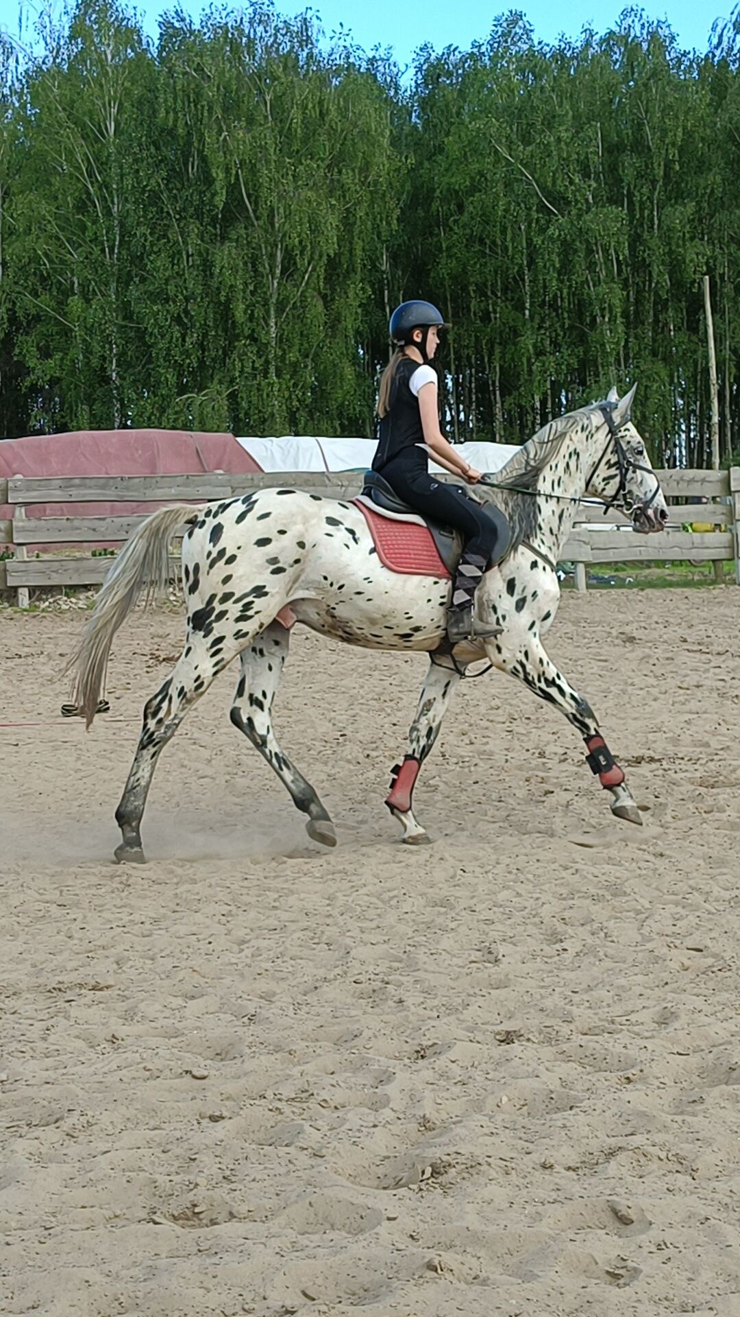 Konie do dzierżawy
