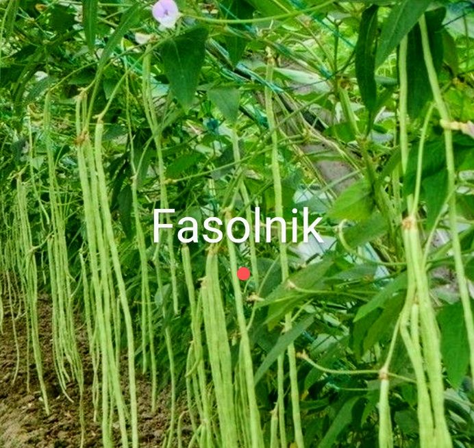 Fasolnik czerwony włoski Fasola 60 cm tyczna