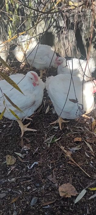 Sprzedam blojlery własnego chowu.