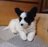 Papillon suczka ZKwP/FCI