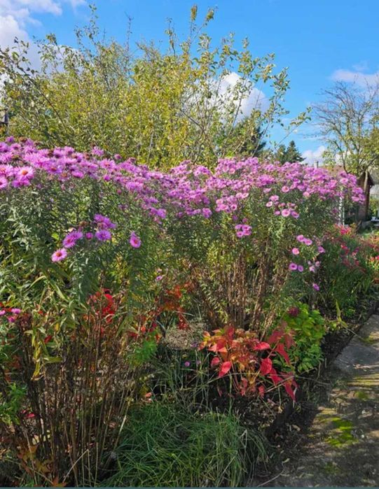 Astry   giganty Marcinki