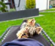 DROBNIUTKA Lalunia, cudowna łobuziara Yorkshire terrier