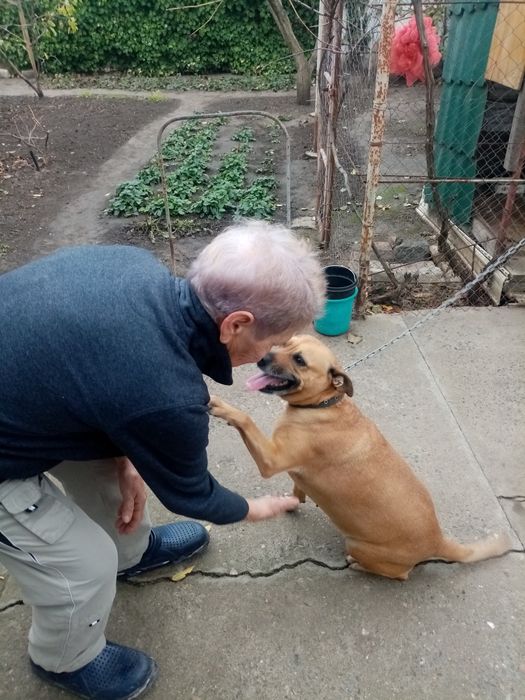 Отдам в хорошие руки умную собачку