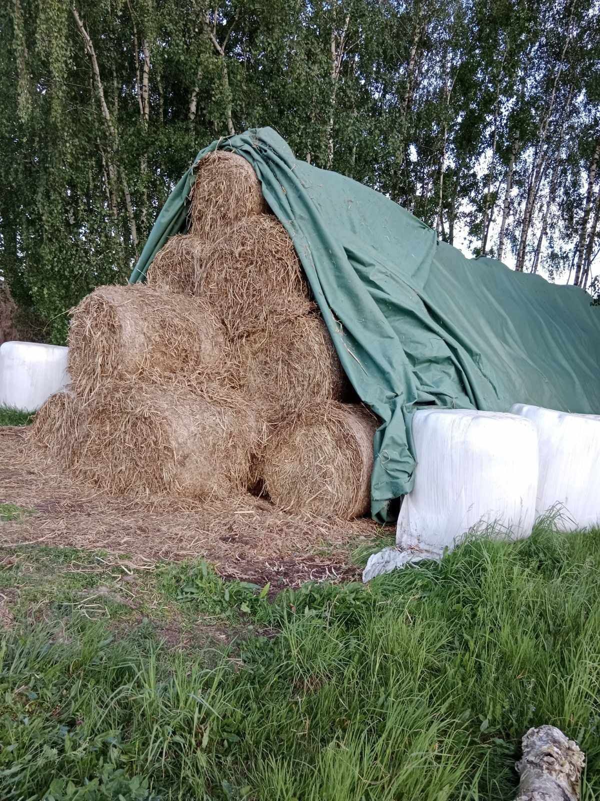 Sprzedam siano możliwość transportu