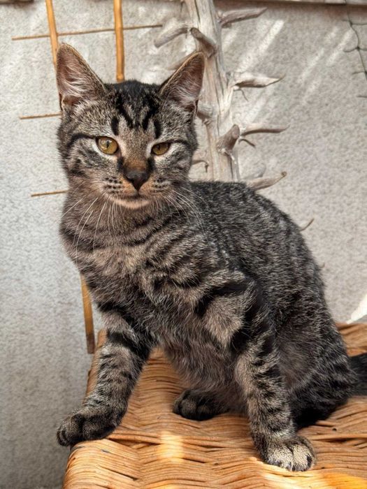 Burasek na A do adopcji