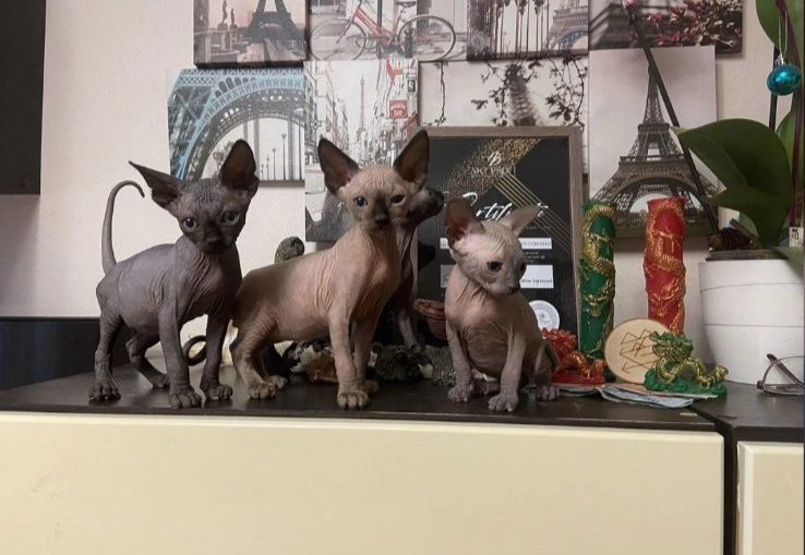 Кошенята канадський сфінкс