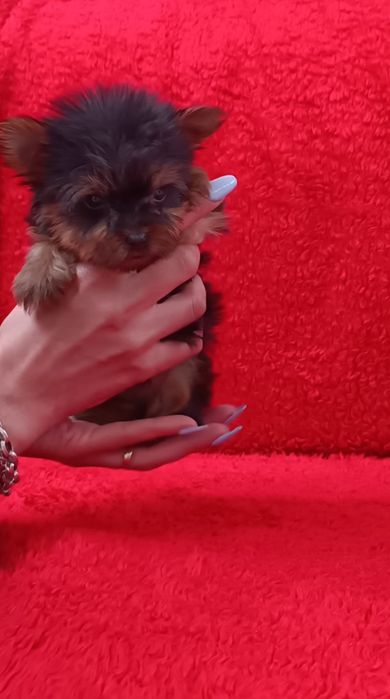 Yorkshire Terrier miniatura