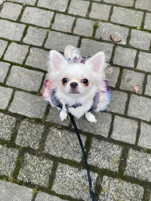 Chihuahua Chłopczyk Długowłosy *ZKwP FCI*