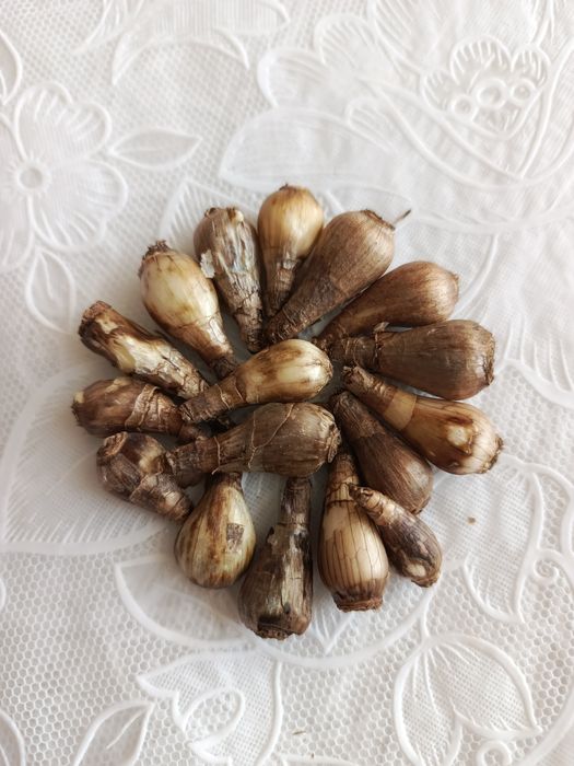 Луковицы нарциссов.